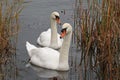 Two mute swans swimming among reeds Royalty Free Stock Photo