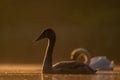 Two Mute Swans swimming on the water at sunset, beautiful orange scenery Royalty Free Stock Photo