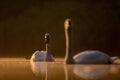 Two Mute Swans swimming on the water at sunset, beautiful orange scenery Royalty Free Stock Photo