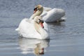 Two mute swans swimming in the water Royalty Free Stock Photo