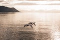 Two mute swans synchronously flying towards the sunset Royalty Free Stock Photo