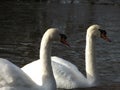 Two Beautiful Swans On A Lake Royalty Free Stock Photo