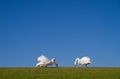 Two Mute swans Royalty Free Stock Photo