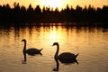 Two Mute Swans in water silhouetted at sunset with trees Royalty Free Stock Photo