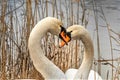 Heart Shaped Swans