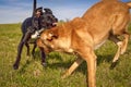 Two mutts play fighting in grassy field