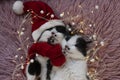 two muzzles of black white cute kittens sleeping in embrace
