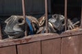 Two muzzles of brown domestic donkeys close-up. Cute donkey nose with mustache.