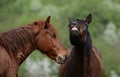 Two muzzles of Brown horses talk to each other on a background of forest