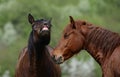 Two muzzles of Brown horses talk to each other on a background of forest