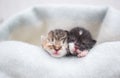 Two muzzles of newborn sleeping kittens on a soft knitted blanket