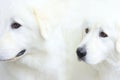 Two muzzles of White dogs.