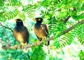 Two Mynas Royalty Free Stock Photo