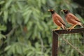 Two Mynas on Iron Grill Royalty Free Stock Photo