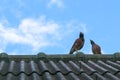 Two mynas on the roofs with blue sky background . Royalty Free Stock Photo