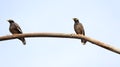 Two mynas are sitting on the iron bar Royalty Free Stock Photo