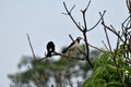 Two Mynas Royalty Free Stock Photo