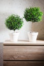Two myrtle trees Royalty Free Stock Photo