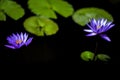 Two mysterious blue purple water lily in the pool Royalty Free Stock Photo