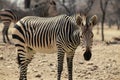 Two Namibian zebras standing in the middle of the savannah Royalty Free Stock Photo