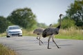 Two nandus or greater rhea Rhea americana cross the road in front of an approaching car in Mecklenburg West Pomerania, Germany,