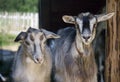 Two nanny goats Royalty Free Stock Photo