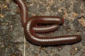 two Narceus americanus American giant millipedes mating on a rock