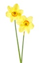 Two narcissus flower isolated on white background. Yellow narcissus Royalty Free Stock Photo