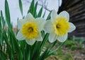 Image of two Narcissus Flowers.