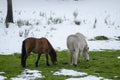 Two indigenous horses from the north of Portugal called garranos grazing in a snowy meadow Royalty Free Stock Photo