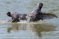 Two black coots fulica atra fighting in water