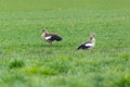 Two egyptian nile geese alopochen aegyptiaca standing in green