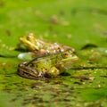 Two green frogs rana sitting on water lily leaf in pond Royalty Free Stock Photo