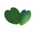 Two natural heart shaped succulent green leaves of Sweetheart Hoya or Valentine Hoya Hoya kerrii the love symbol tropical Royalty Free Stock Photo