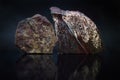 Two natural Jasper stones on a dark background with reflection.
