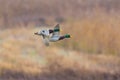 Two male mallard ducks anas platyrhynchos flying with reed