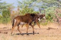 Two sable antelopes hippotragus niger walking in savanna, blue sky Royalty Free Stock Photo