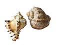 Two Natural Seashells Isolated on White. Royalty Free Stock Photo