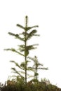 Two natural small Christmas fir tree