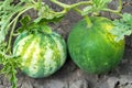Two natural watermelons in the garden Royalty Free Stock Photo
