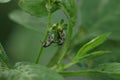 Two Naupactus is mating pair Royalty Free Stock Photo