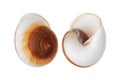 Two Nautica spiral shells on white background with clipping path Royalty Free Stock Photo