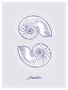 Two Nautilus Seashells. Vintage style poster. Hand drawn graphic design collection. Vector illustration