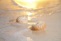 Two nautilus shells in the sea , sunrise Royalty Free Stock Photo