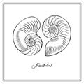 Two Nautilus Tiger Half-shell. Black and white square card. Hand-ÃÂ²rawn collection of greeting cards. Vector illustration