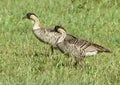 Two Nene Hawaiian Geese on green grass.