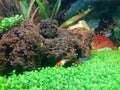 Two neon tetra fish following a platy fish