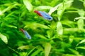 Two Neon tetra fish. Paracheirodon innesi freshwater aquarium fish