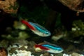 Two Neon tetra fish Paracheirodon innesi swim in the aquarium on the background of pebbles and driftwood close-up Royalty Free Stock Photo