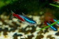 Two Neon tetra fish Paracheirodon innesi swim in the aquarium on the background of pebbles and driftwood close-up Royalty Free Stock Photo